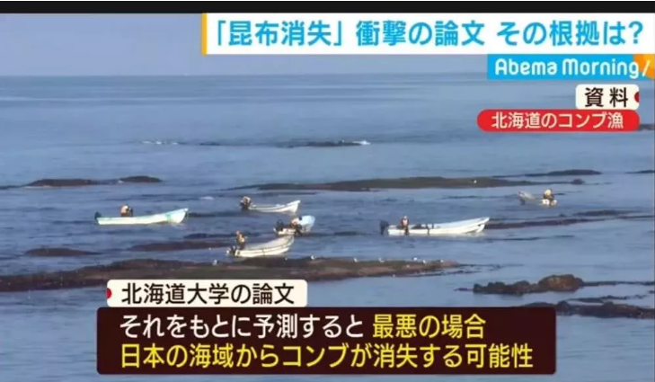 气候变化致日本海带面临消失 25年间海带已经减产50%