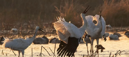广东首次观测到国家一级保护动物白鹤 9只白鹤来到江门极为罕见