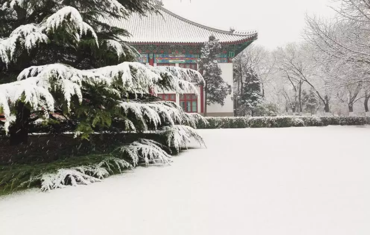 暴雪的作用：内蒙古大草原变成“林海雪原”