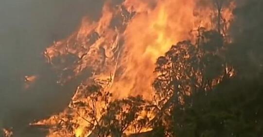 澳洲山火致8000只考拉丧命 数百万公顷国家公园被毁