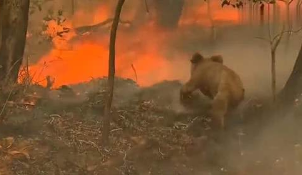 8000只考拉丧生山火是真的吗？澳大利亚森林火灾什么时候能灭？