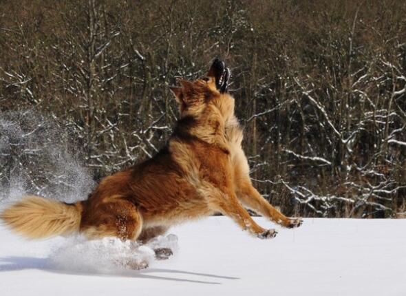 2020过年去哪旅游比较好 国内春节适合旅游的地方