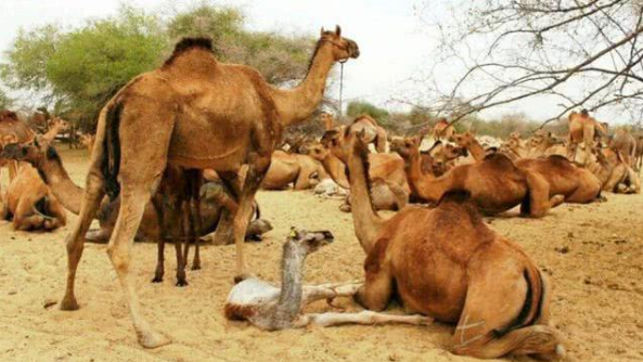 澳大利亚射杀骆驼原因揭秘！只因骆驼太能喝水了