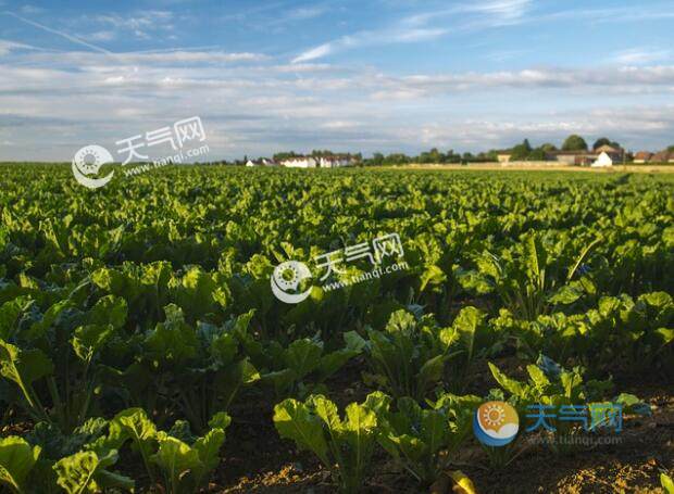 南方冬季种什么蔬菜冬天南方不同地区适合种的菜