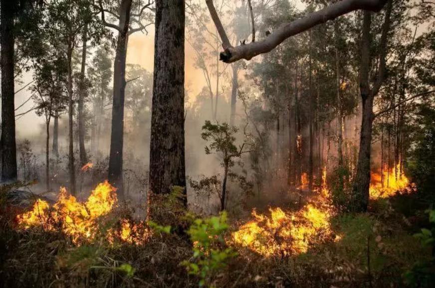 澳洲山火会加剧气候变化？错！是气候变化酿成澳洲山火