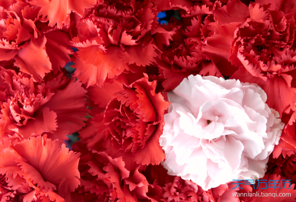 2020几月几日是母亲节 2020年母亲节是哪一天