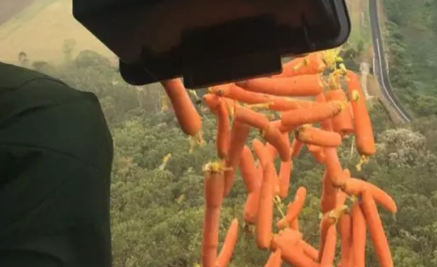 澳政府空投食物救助野生动物 1吨红薯和胡萝卜解救帚尾岩袋鼠