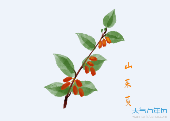 茱萸是什么 重阳节为什么要插茱萸