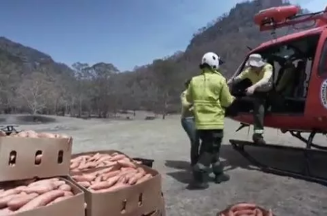 澳政府空投食物救助野生动物 1吨红薯和胡萝卜解救帚尾岩袋鼠