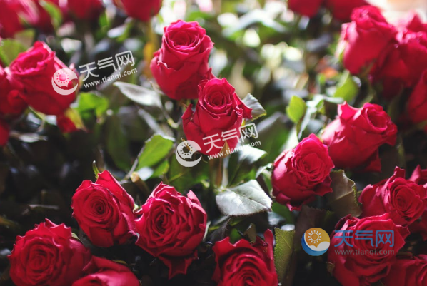 情人节送什么花 情人节送玫瑰花的含义