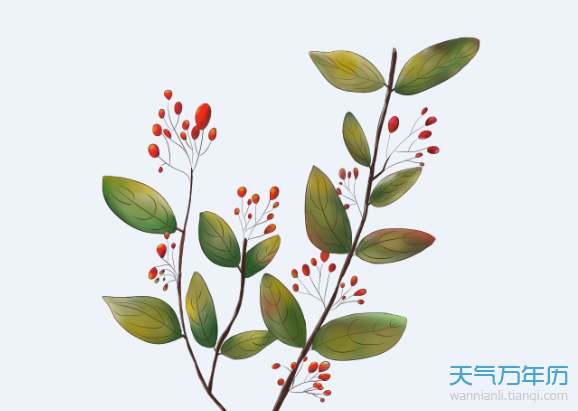 茱萸是什么 重阳节为什么要插茱萸