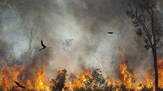 受森林火灾影响 悉尼空气质量达“危害”级别