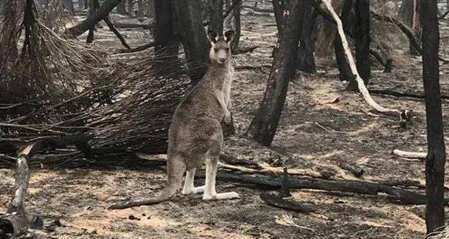 军方清理丧生山火的动物尸体 澳大利亚森林火灾要恢复得100年