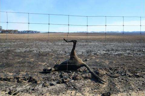 军方清理丧生山火的动物尸体 澳大利亚森林火灾要恢复得100年