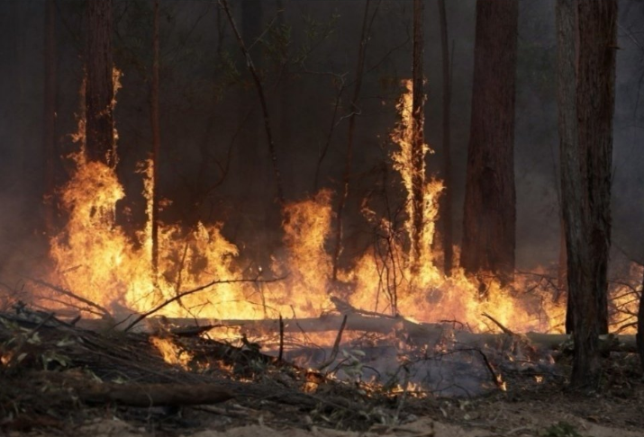 澳大利亚2月再迎极端高温 森林火灾恐再次蔓延