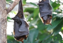 澳大利亚火灾最新消息 大火未灭遭25万只蝙蝠侵袭