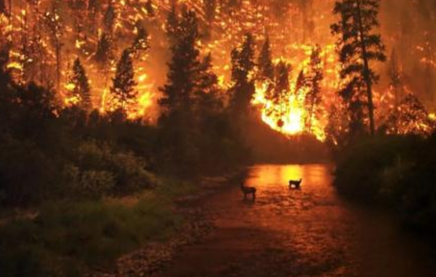 澳大利亚森林火灾迎来喜雨！4年来最大降雨光临悉尼助力灭火