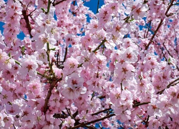 武汉入春时间 一般每年武汉几月入春