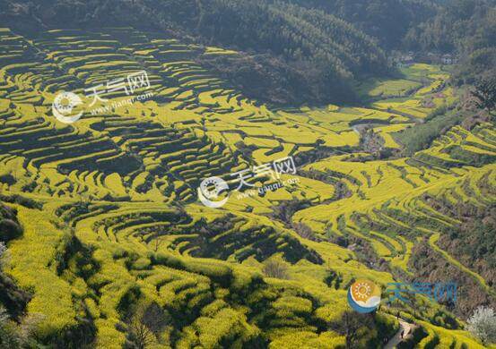 婺源2020油菜花什么時候開 2020江西婺源看油菜花攻略