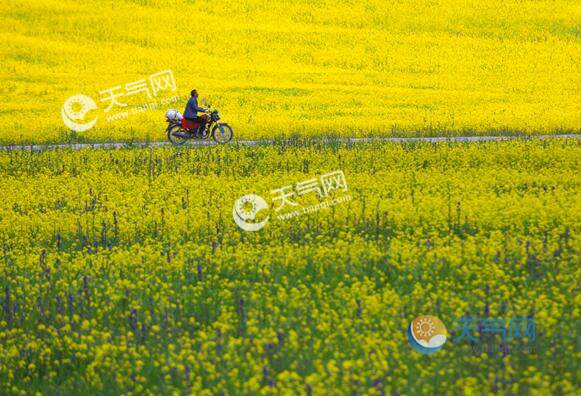 2020潼南油菜花节赏花攻略 重庆潼南油菜花观赏地点及路线