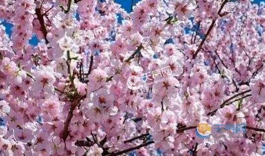 2020春天旅游去哪里賞花好 春季游玩最美賞花好去處