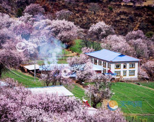 2020春天旅游去哪里賞花好 春季游玩最美賞花好去處