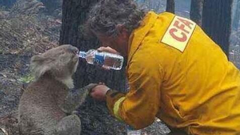 澳大利亚山火危机终得解决 火灾导致10亿只动物死亡