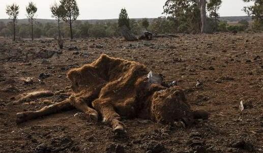 干旱致澳洲农作物产量下降66% 森林火灾造成33人死亡