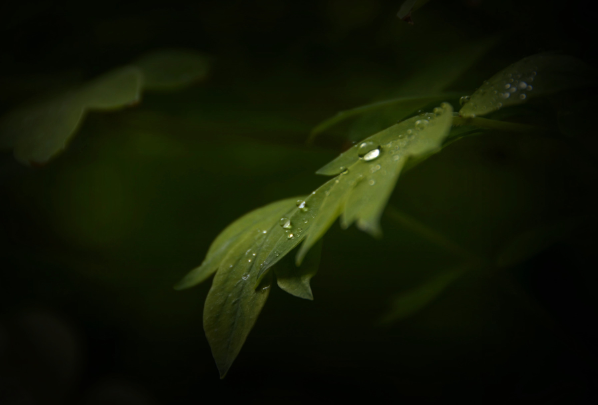 雨水节气的诗词 关于雨水节气的古诗词精选