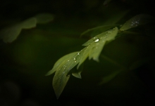 雨水节气的诗词 关于雨水节气的古诗词精选