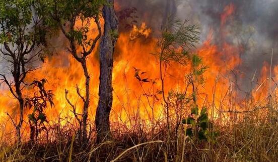 干旱致澳洲农作物产量下降66% 森林火灾造成33人死亡
