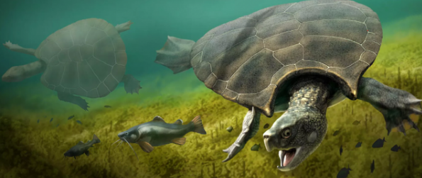 侏罗纪时期海龟化石长什么样？世界最完整海龟化石现身德国
