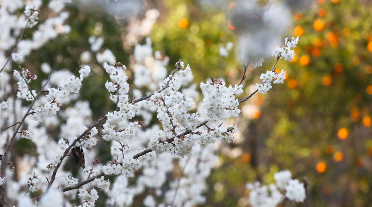 10万亩樱桃花盛开是什么样子？贵州纳雍樱花为农民增收