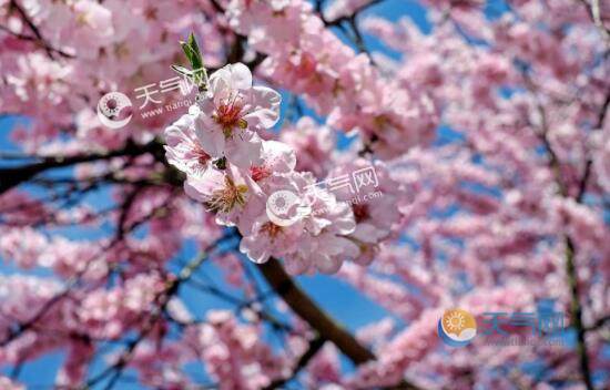 2020广州赏樱花季节什么时候 2020年广州赏樱花时间地点交通攻略