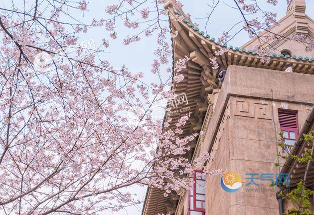 2020年武大樱花节时间 今年武汉樱花节是什么时候