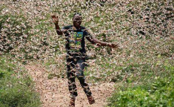 联合国报告：非洲蝗灾波及20多国非洲之角最严重