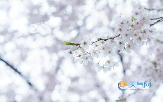 2020年我国赏樱花去哪里好 2020全国各地樱花花期时间表