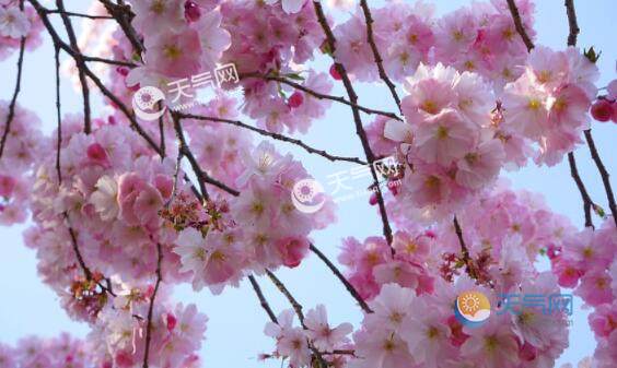 2020年我国赏樱花去哪里好 2020全国各地樱花花期时间表
