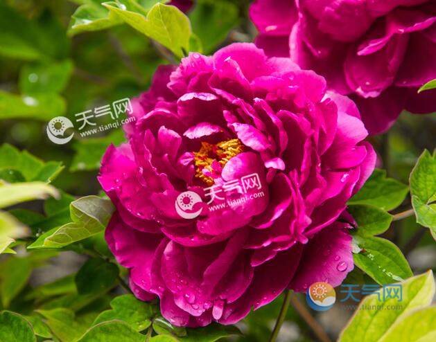 年洛阳牡丹花会什么时间年洛阳牡丹花会门票交通攻略 天气网