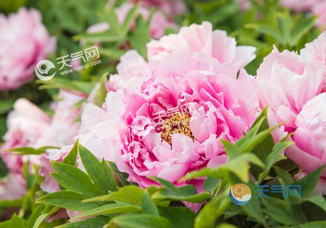 2023年洛陽牡丹花會什么時間 2023年洛陽牡丹花會門票交通攻略