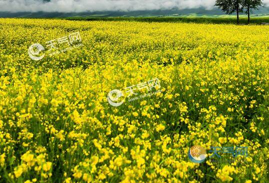 2020年上海菜花节什么时候 2020上海油菜花节时间路线攻略