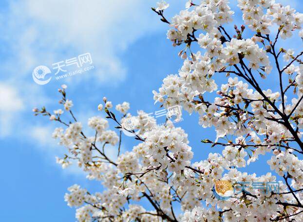 2023昆明清明节适合去哪里旅游 清明节昆明各大赏花去处