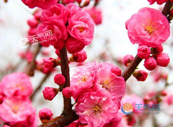 2020昆明清明节适合去哪里旅游 清明节昆明各大赏花去处