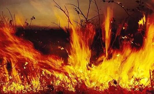 中科院：全球变暖让山火灾害更频繁