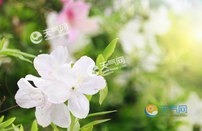 2020廣州清明節(jié)旅游去哪里好 廣州清明節(jié)踏青最佳去處