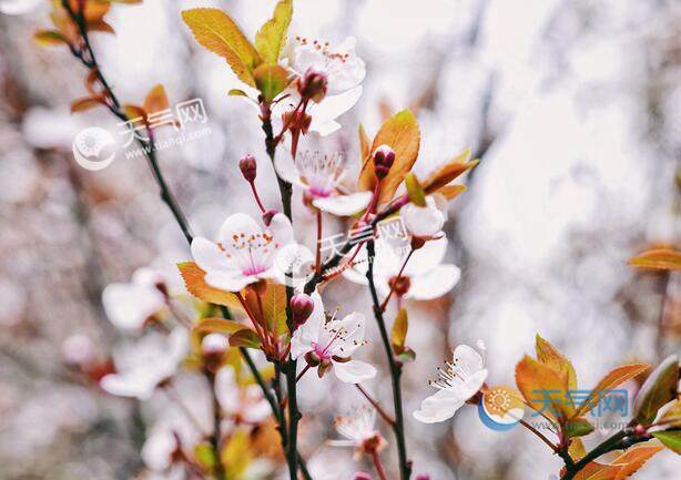 2020廣州清明節(jié)旅游去哪里好 廣州清明節(jié)踏青最佳去處