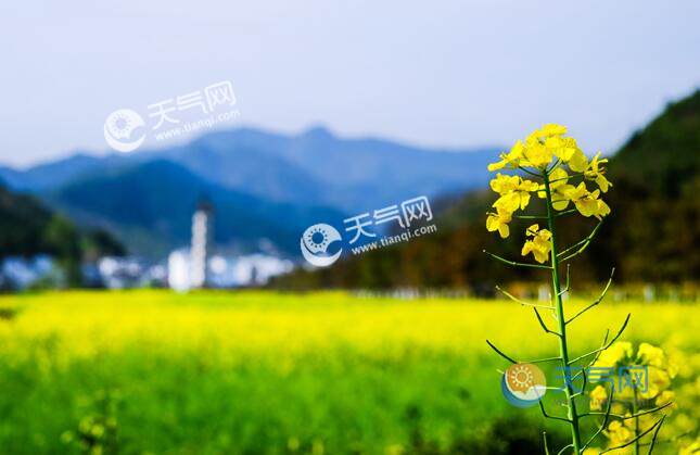 2023年3月份旅游去哪儿好 三月各种花海观赏好去处