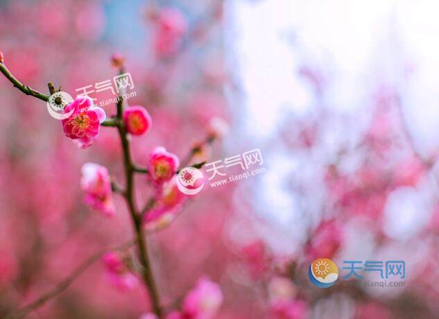 2020四川春天赏花好去处 四川春季赏花各种花海盘点