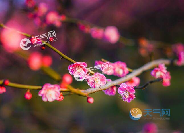 2020上海赏花的地方有哪些 2020上海全年赏花最佳去处