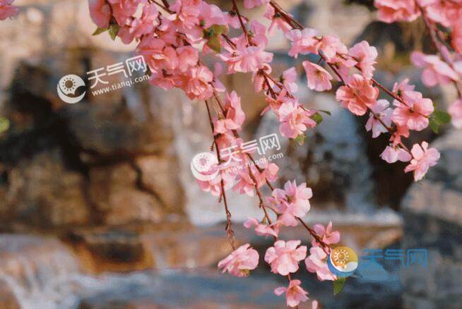 2023广东踏青赏花好去处 广东春天各类春花最佳观赏之地